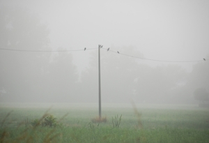2-Palo e uccelli nella nebbia