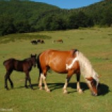 Monti Sabini-Prati di Sopra, cavalli al pascolo