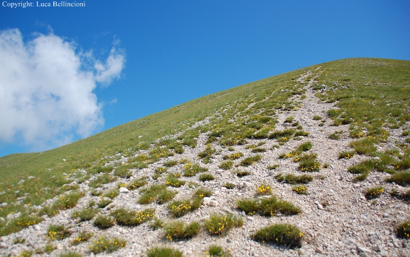 Mti Reatini-Mte di Cambio, campo fiorito lungo il percorso 2 RCRLB