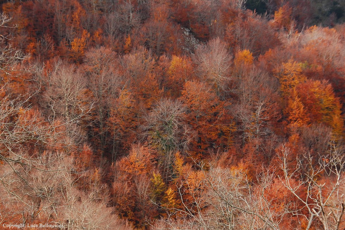 Mti Lepini-Pian della Faggeta, colori dei boschi 1 RCRLB
